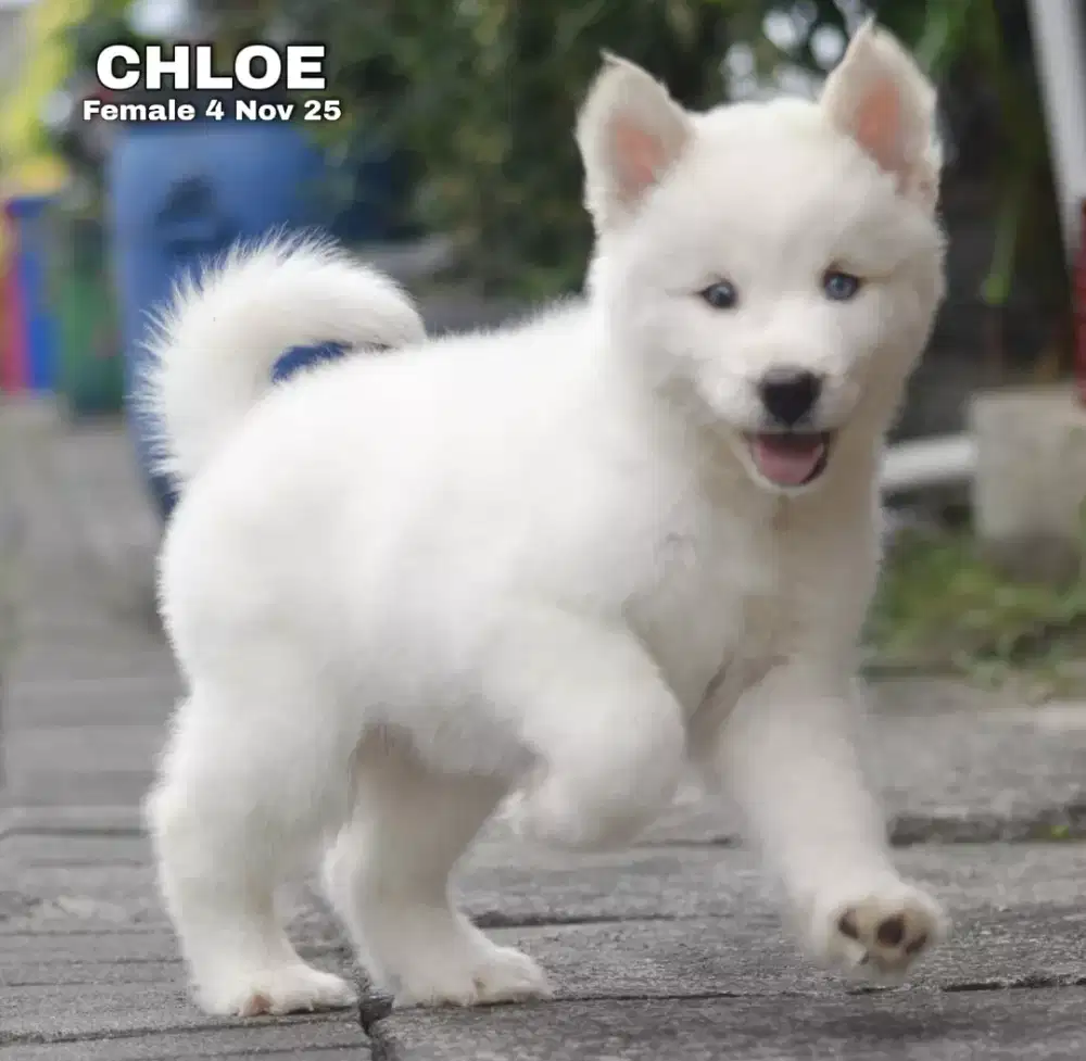 Siberian Husky putih betina •CHLOE•