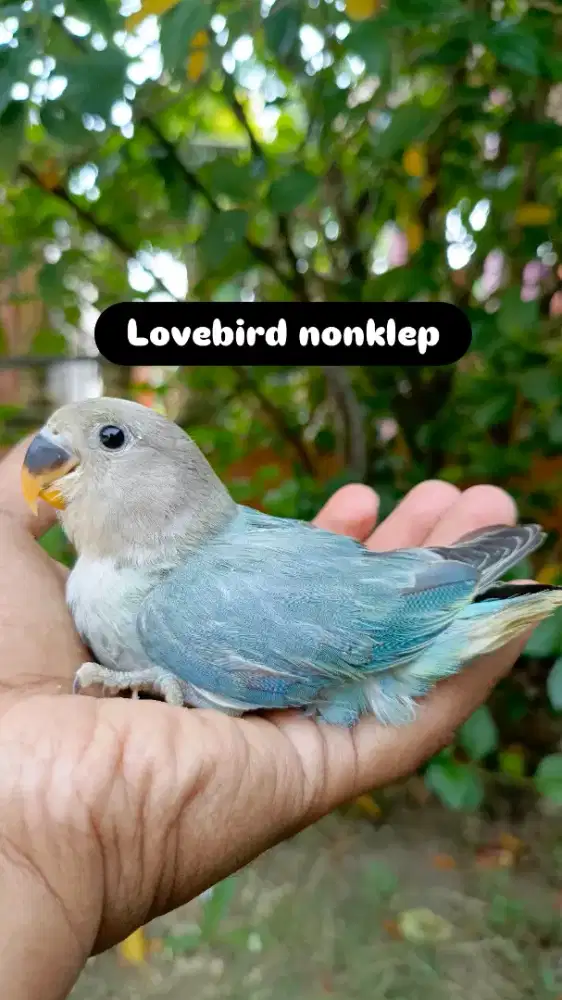Anakan lovebird nonklep