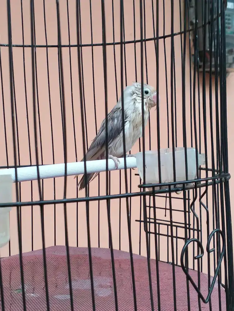 Love bird vio betina dewasa