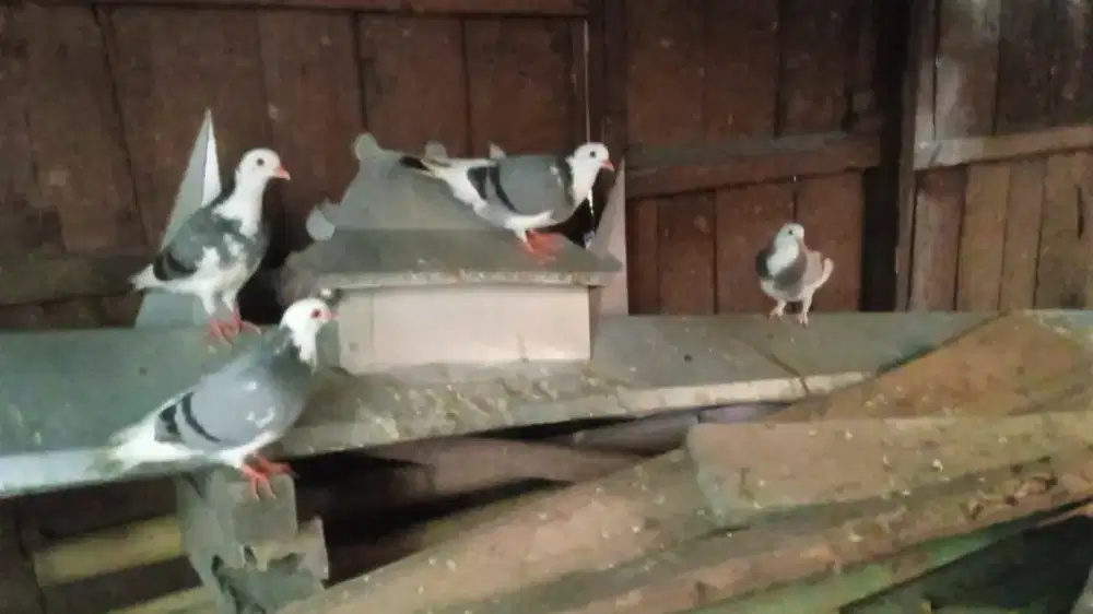 Burung Merpati 2 pasang