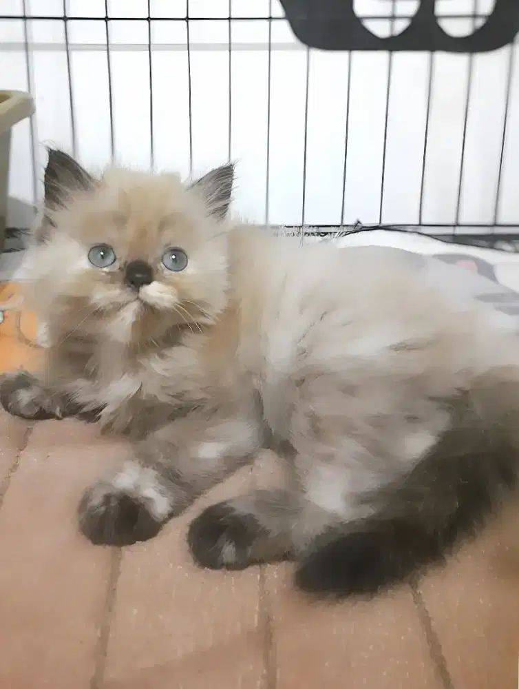 Kucing himalaya betina