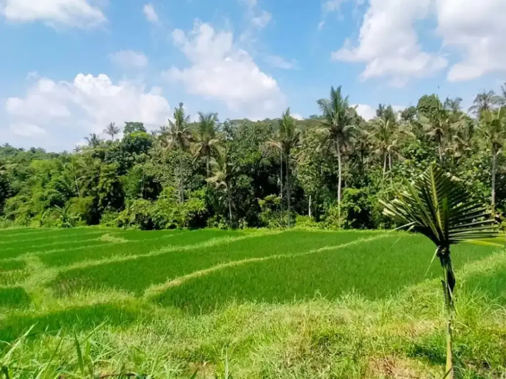 DIJUAL Tanah Sawah, Paspan-Glagah,Banyuwangi