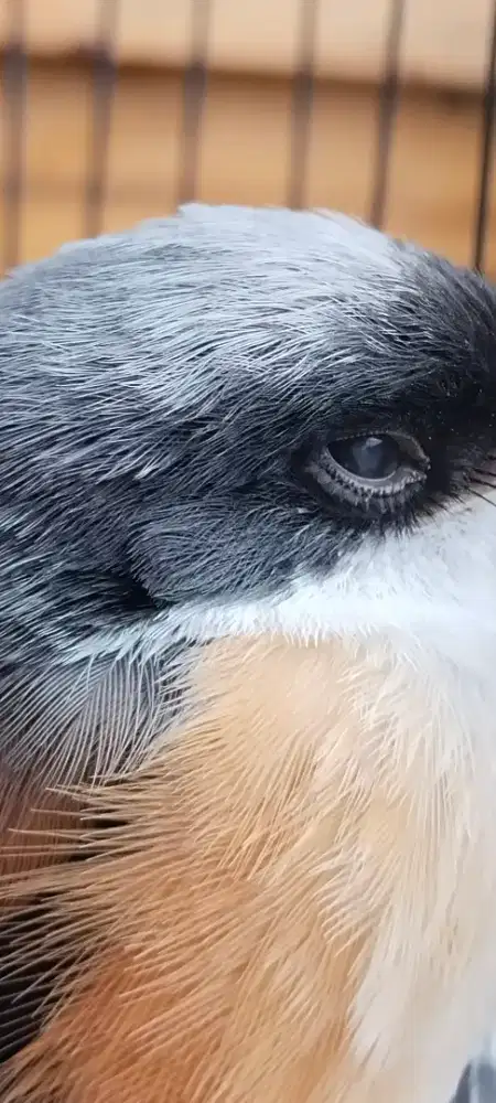 Pentet minus mata kanan ada katarak