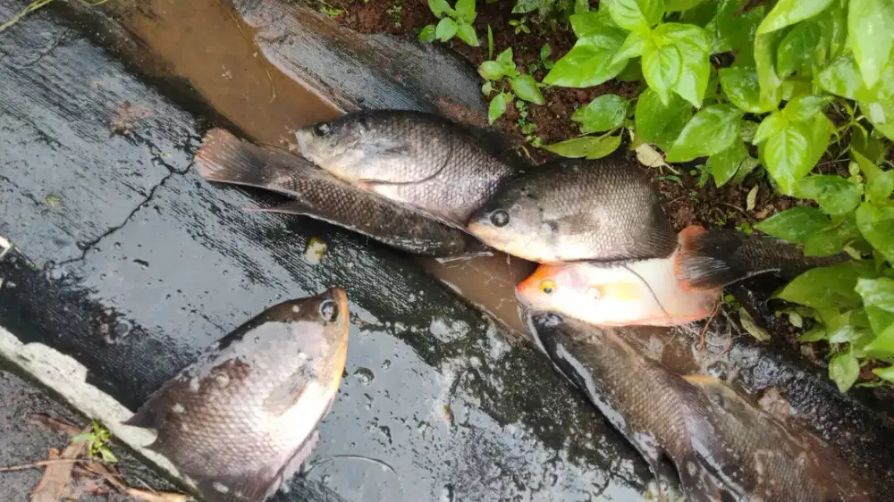 Ikan gurame ukuran 4jari + murah