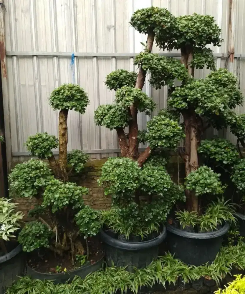 Bonsai dollar micro istimewa