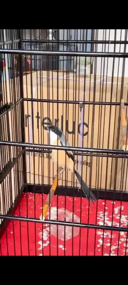 BURUNG PENTET CENDET JAWA SEMBUR BLANGKON GACOR