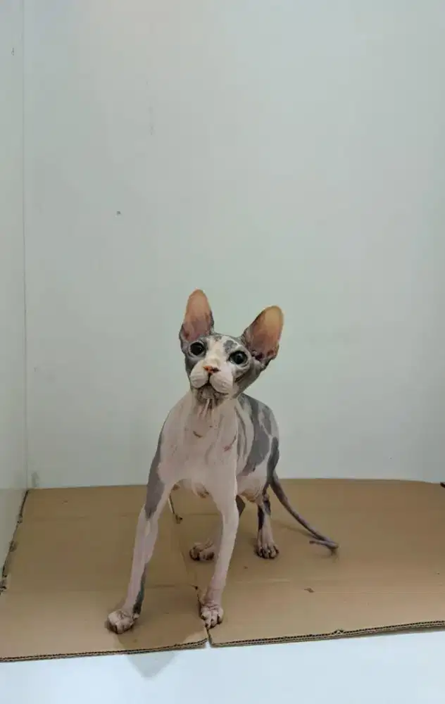 Indukan SPHYNX betina