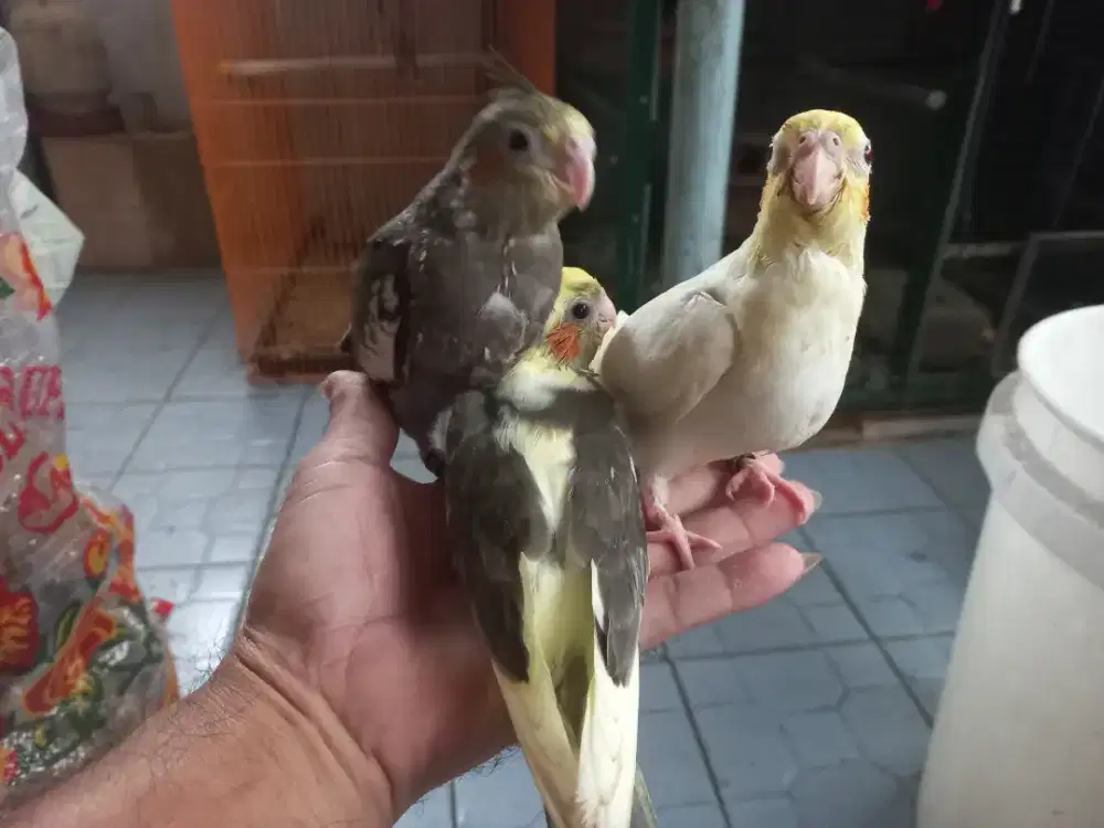 Baby falk lolohan jinak