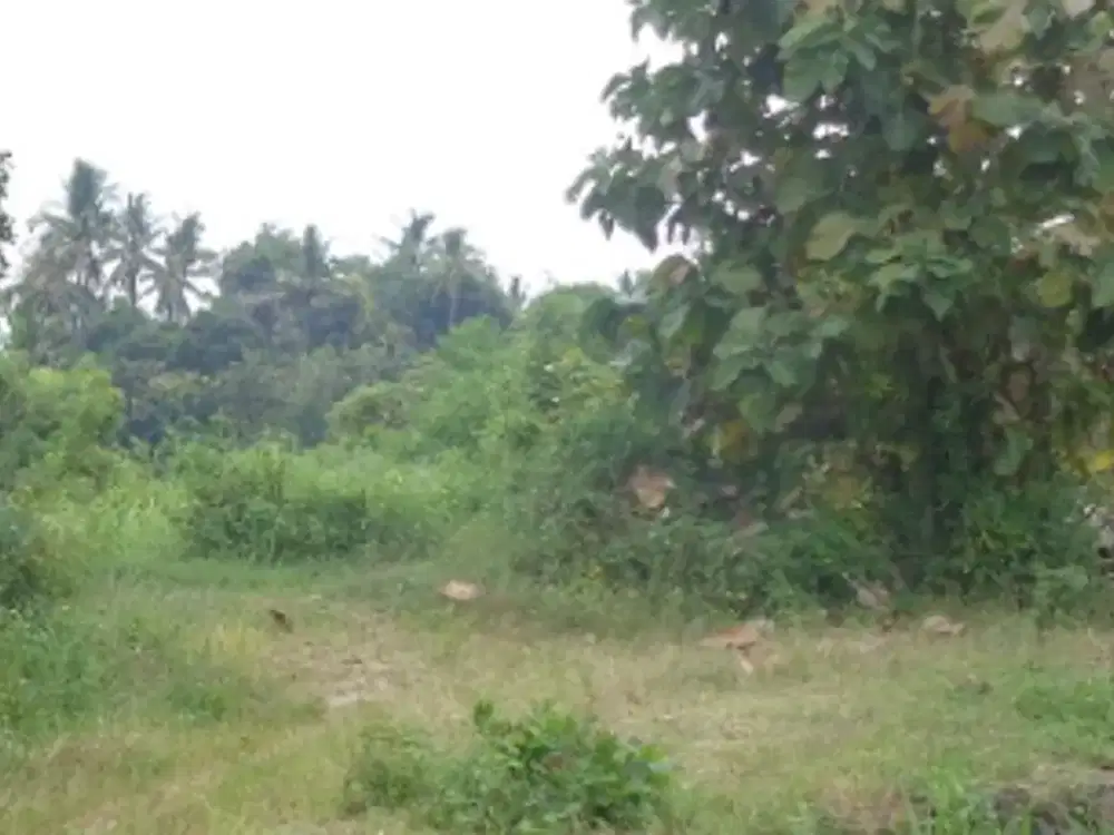 DIJUAL 1 BIDANG TANAH DENGAN TOTAL LUAS 10900 m2 - BULELENG