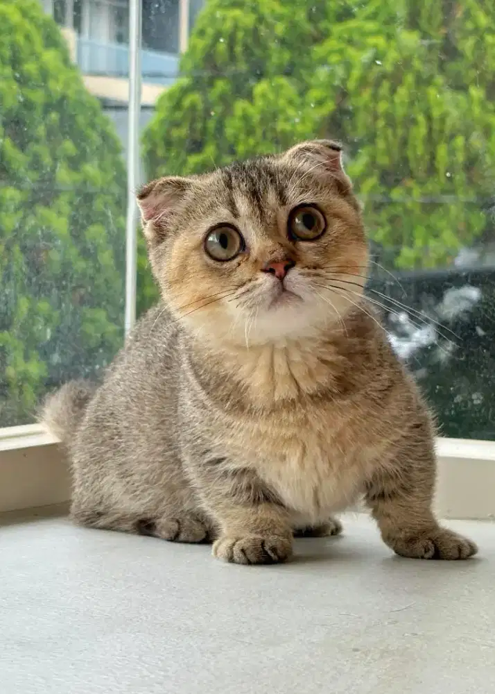 munchki Gaelic betina