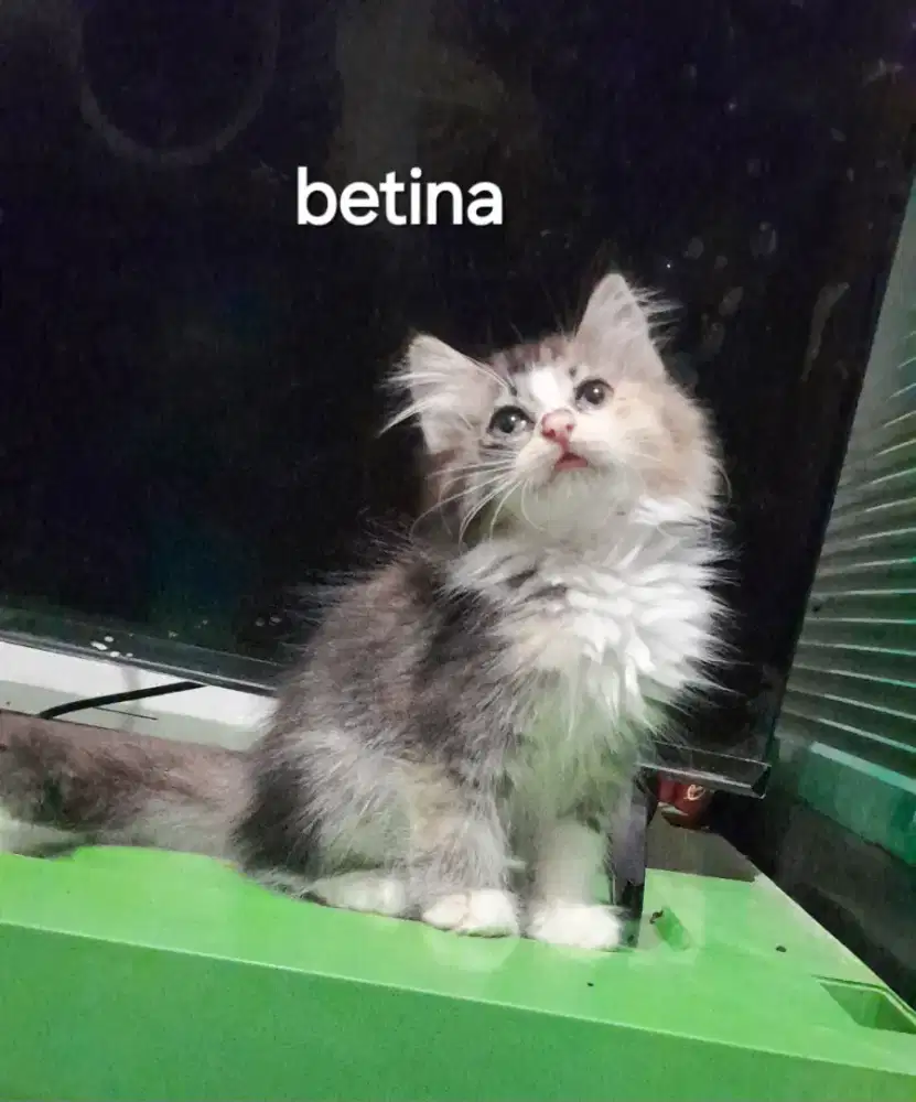 Kucing kitten persmed betina