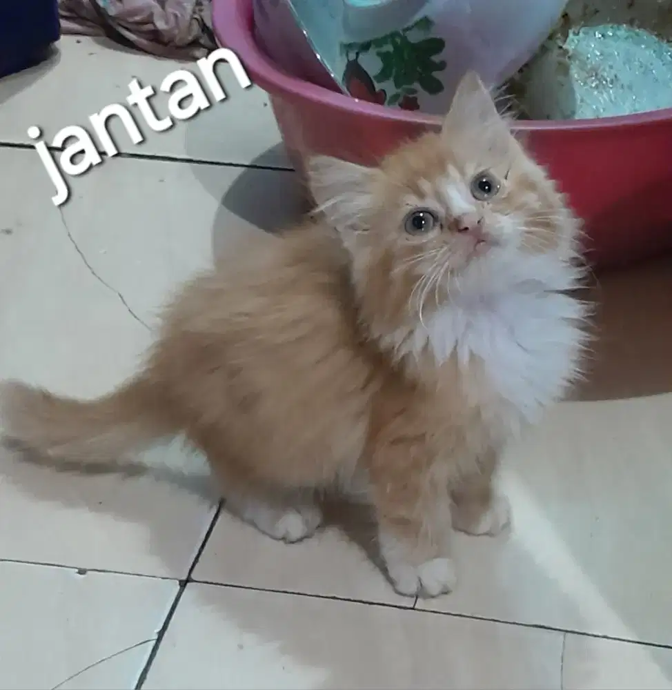 Kucing kitten persia jantan