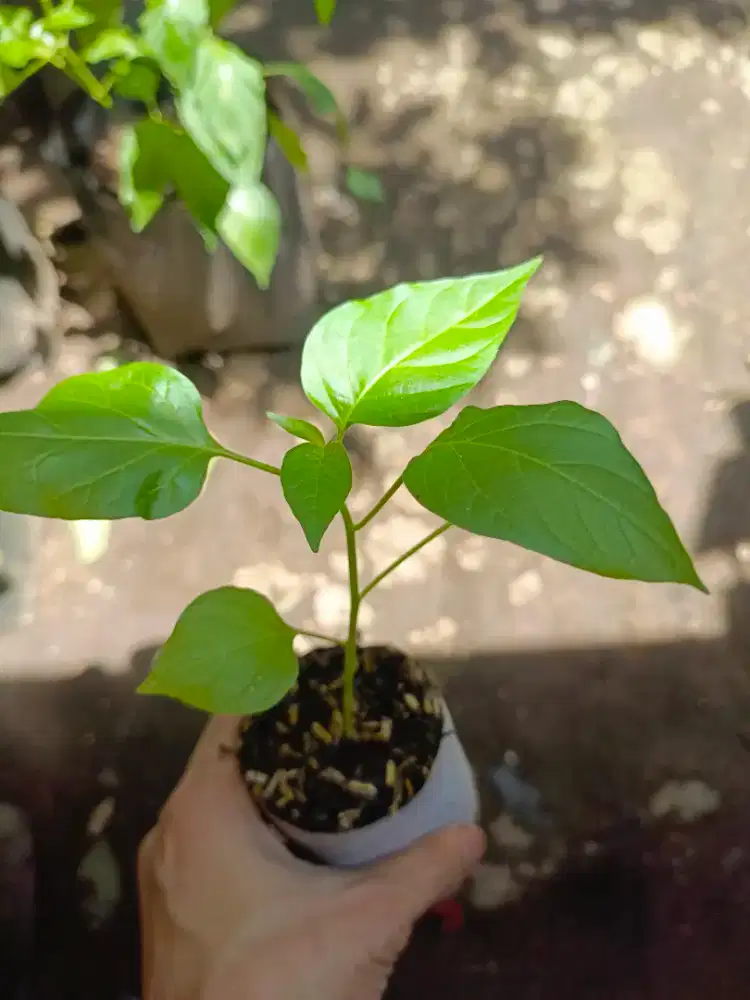 Bibit cabai rawit domba