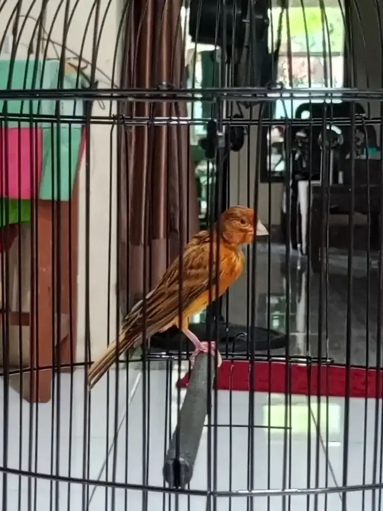 kenari loper fullset