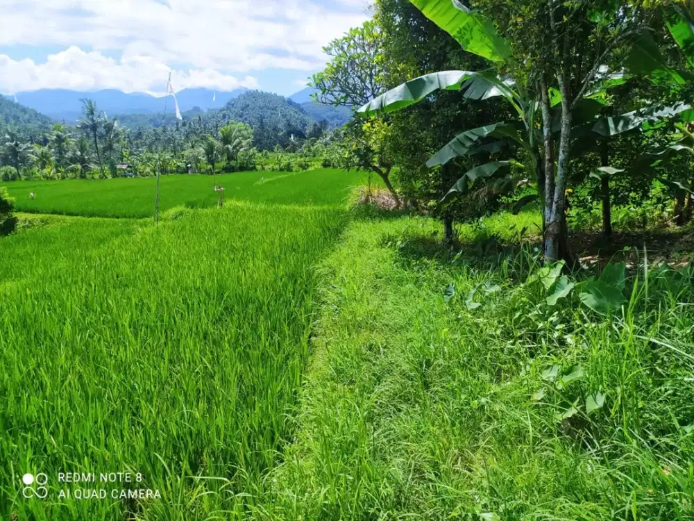 DIJUAL 3 BIDANG TANAH DENGAN TOTAL LUAS 10290 m2 - BULELENG