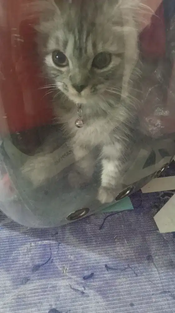 Kucing betina big 5 bulan