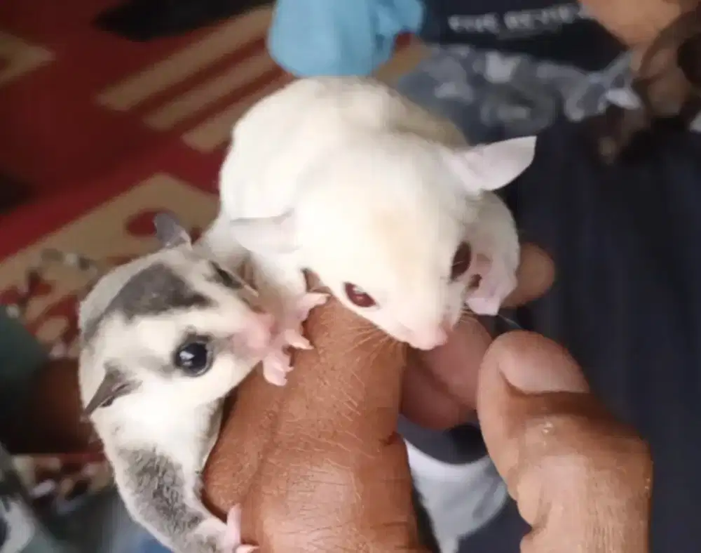 sugar glider ruby & wf