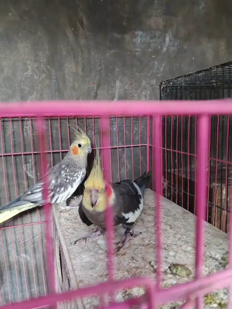 Parkit Australia sepasang