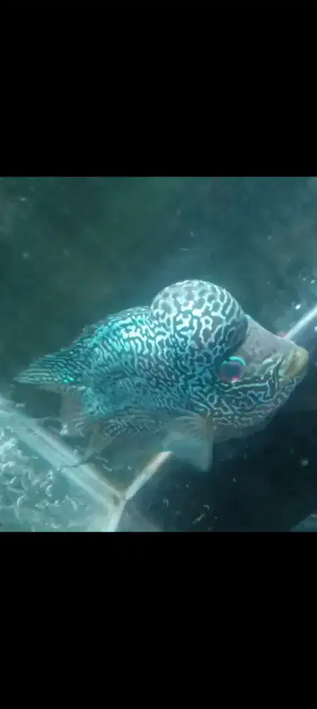 Ikan louhan cencu progres