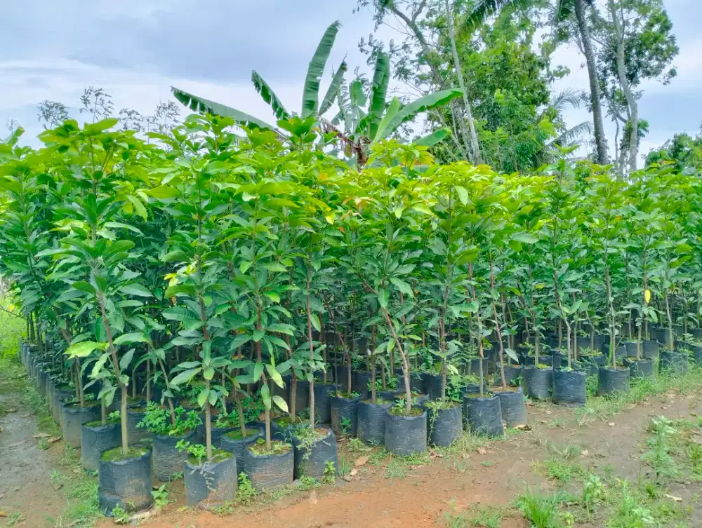 Bibit mangga manalagi 1,5m