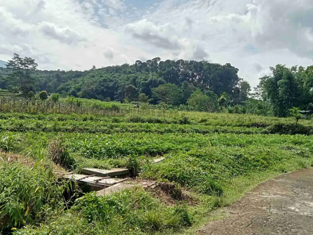 Tanah View bagus ngargoyoso kemuning karanganyar