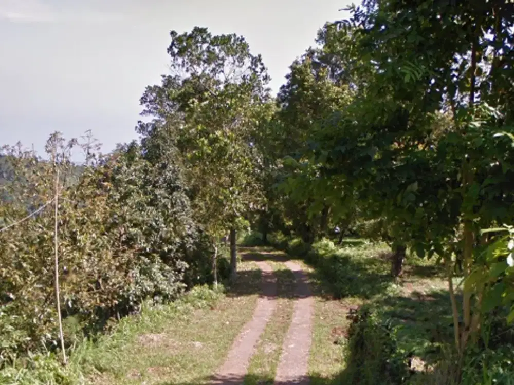 DIJUAL 1 BIDANG TANAH DENGAN TOTAL LUAS 11500 m2 - BULELENG