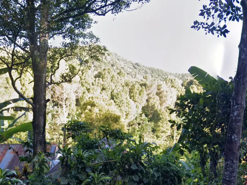 DIJUAL 1 BIDANG TANAH DENGAN TOTAL LUAS 4375 m2 - BULELENG