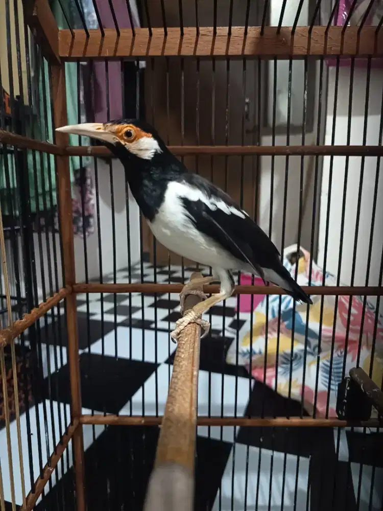 Burung JALAK SUREN Mapan PROSPEK JOSS