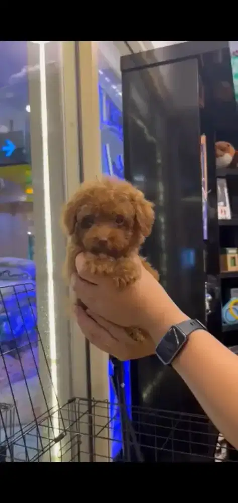 red poodle female betina