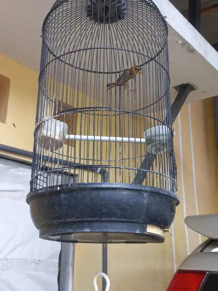 Burung manyar remaja