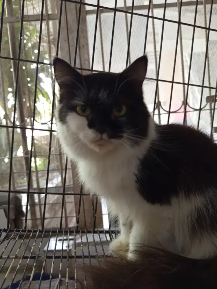 Di jual Kucing Persia