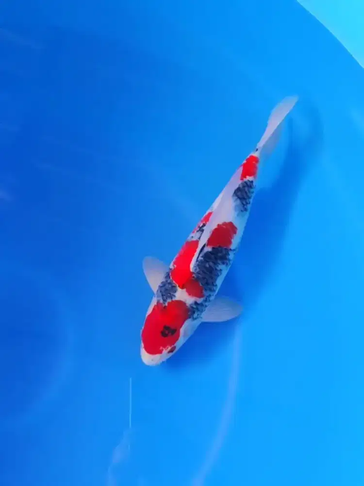 Koi Showa Tategoi Super Quality