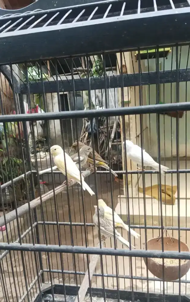 Borongan Burung kenari dere siapan
