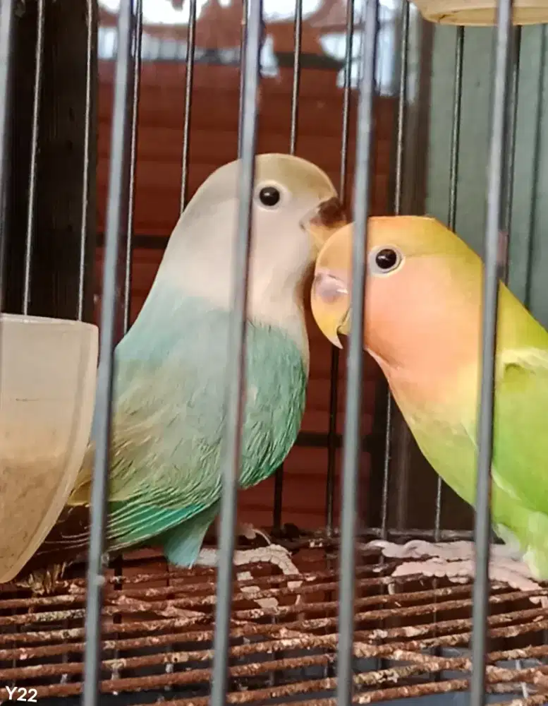 Lovebird nonklep balibu love bird NK