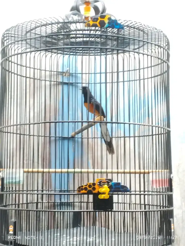 Murai pastol pasca mutasi