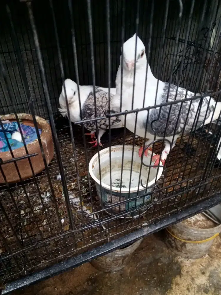 Sepasang merpati santinette