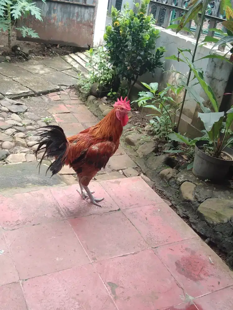 Jual Ayam Jago Bogor