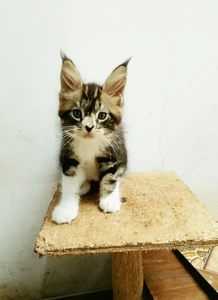 Kitten mainecoon betina pure bkn mix. Induk ped Cfa Maine Coon
