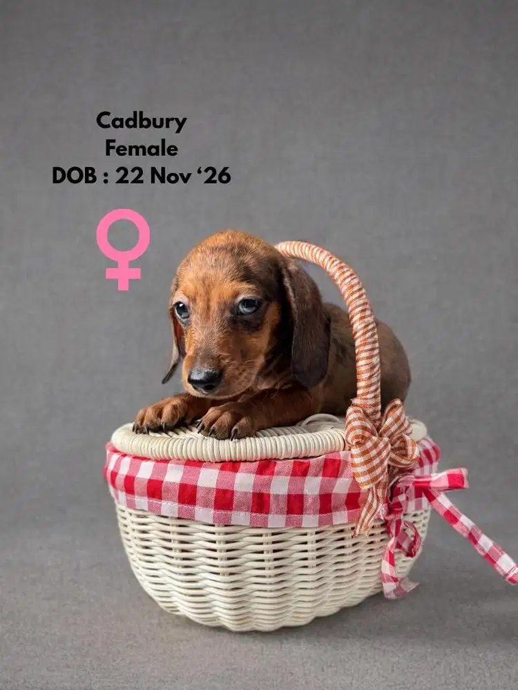 Dijual Tekel Non Stambum High Quality