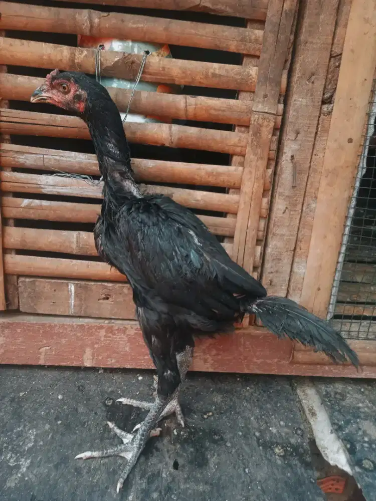 Ayam bangkok mangon 4 bulan