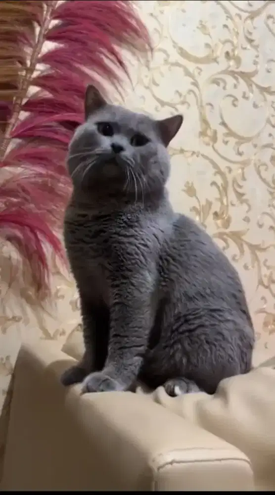 JASA PACAK BRITISH SHORHAIR