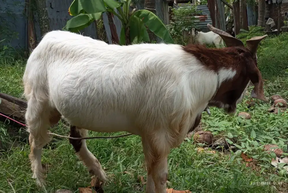 Jual Sepasang kambing Boer