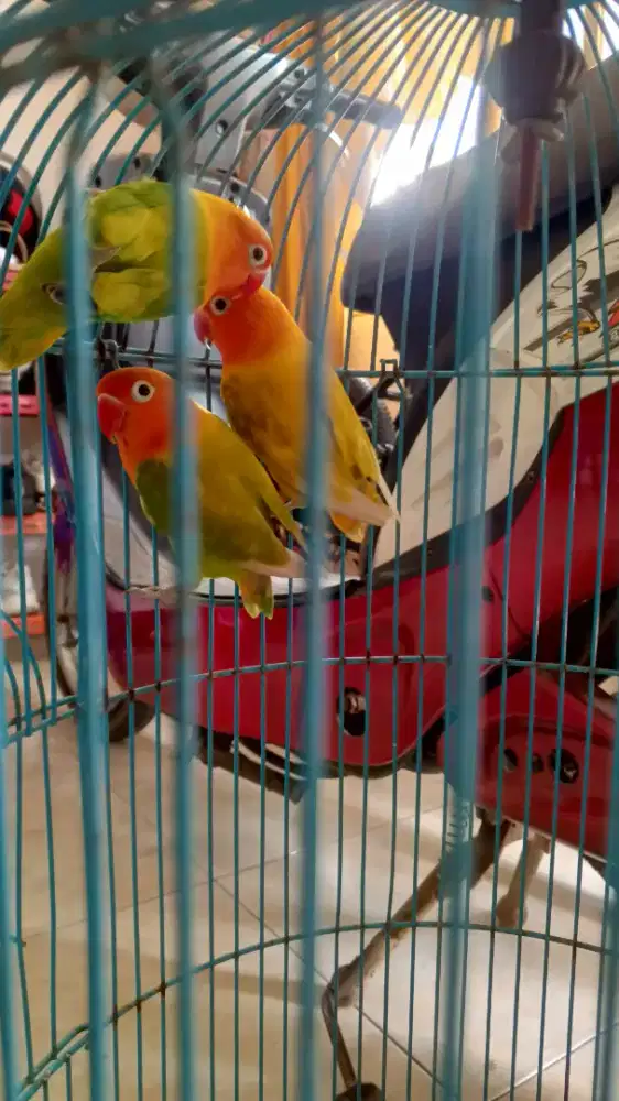 burung lovebird