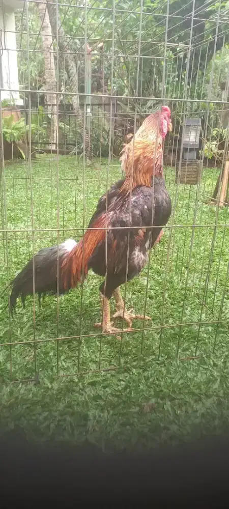 Shamo eropa/shamo japan