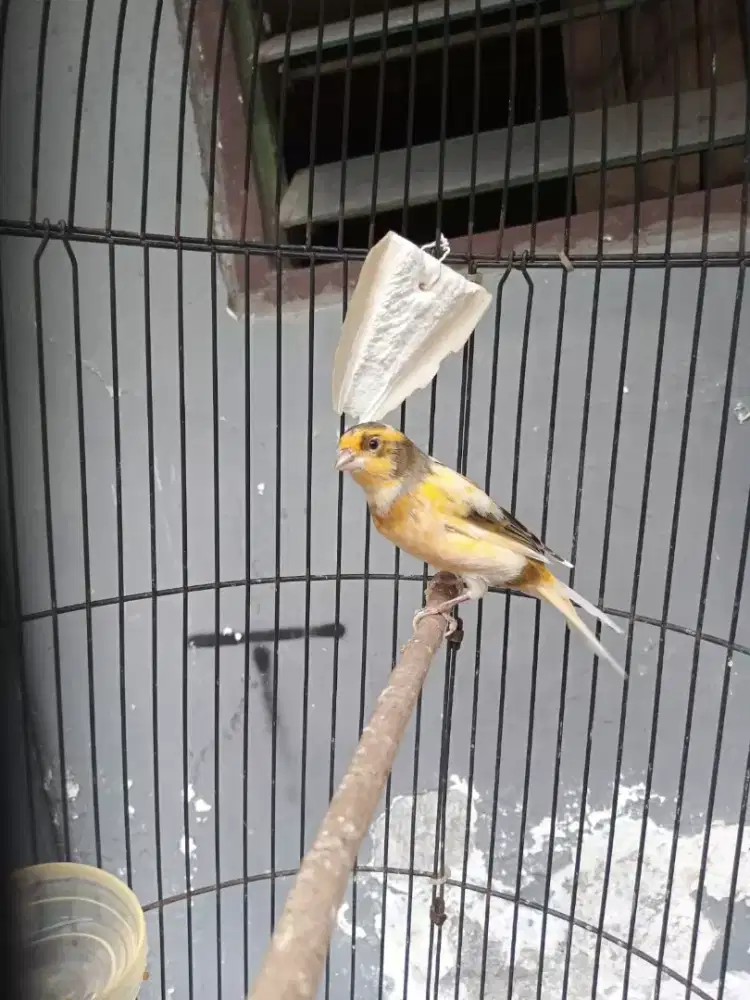 kenari gacor buat masteran murai cendet