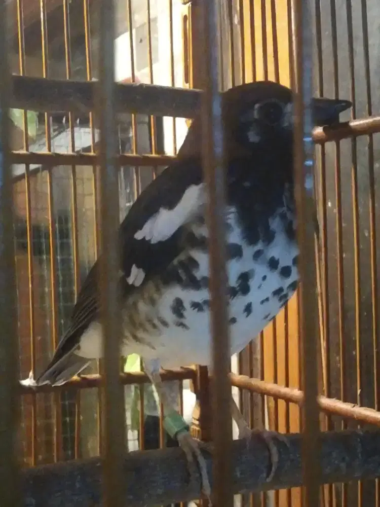 Anis kembang edisi tidak ke urus