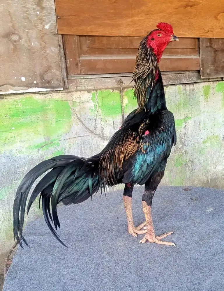 Ayam trah pamangon, amunisi muda berbakat dan berkualitas