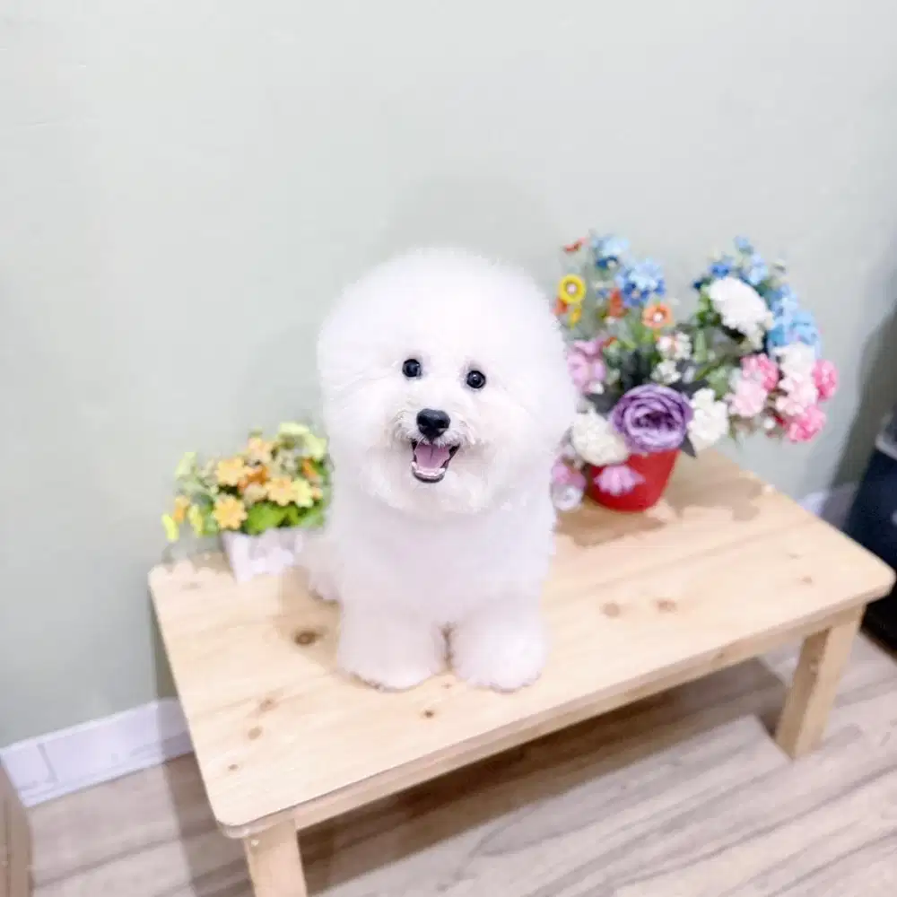 Korean mini bichon frise male cute face bkn poodle podel pudel poodel