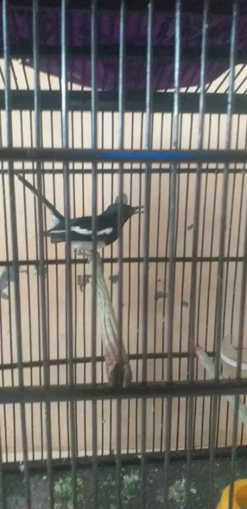 burung KACER dada putih