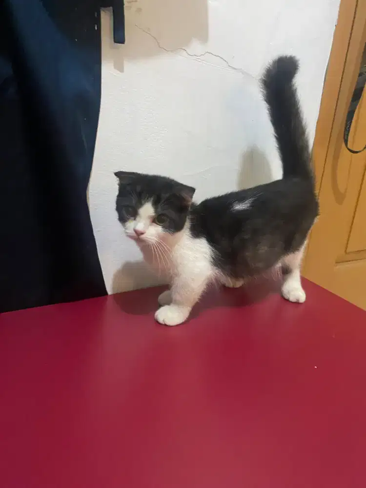 Kiten kucing Munchkin sh